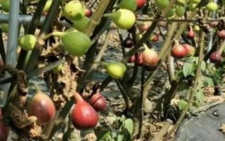 种植无花果如何防治落果情况，雨季及近熟期要做好水分工作