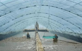 大棚养虾的成本和利润，一亩池塘的净利润为22000元左右