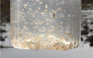 水蚤是什么动物,是一种无脊椎的节肢动物