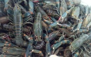 养殖澳洲龙虾的方法，前期应主喂动物性饲料