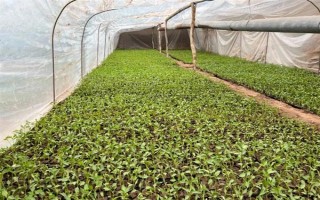 夏季蔬菜育苗要注意什么，及时分苗间苗可让秧苗更粗壮