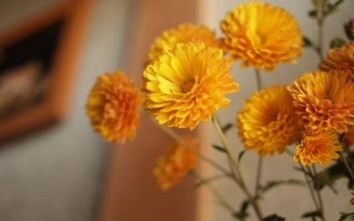 菊花属于喜阴还是喜阳植物，需要养在光线较好的环境中