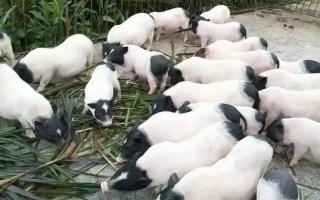 养10只香猪的年利润,减去成本后一年可获利2万元左右