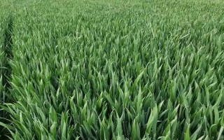 贵农19号(区试名称:贵农6号)小麦品种的特性，该组合属半冬性中早熟品种