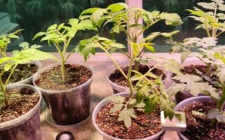 早春怎么培育番茄苗,用温水浸泡后再播种、出苗后注意控制温湿度