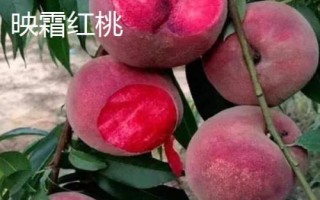 毛桃的品种都有哪些，这几个都是优质品种