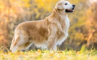 金毛犬可以活多久，寿命一般为12-15年左右