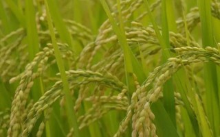 五优028水稻种子介绍,该品种株型适中