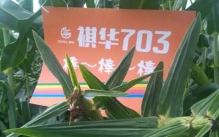 西南地区适合种植的玉米品种，常见的有鄂玉10号、强硕168等