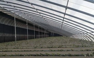 温室大棚蔬菜冬季浇水注意事项，要坚持做到膜下暗灌