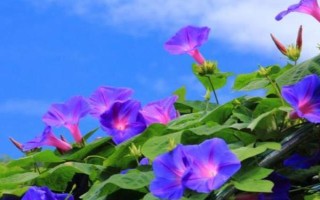 喇叭花早上开晚上闭的原因,是因为中午的温度较高会带走水分