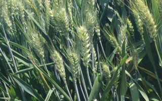 南麦618小麦种子简介，加强对蚜虫和赤霉病的防治