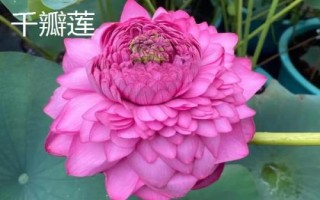 名贵荷花品种介绍,这十种一定要了解