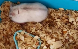 仓鼠的养殖环境，环境温度以20-30℃为宜