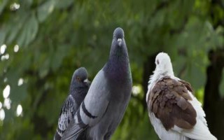 鸽子有没有胆，胆囊已经退化