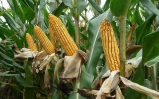 甜糯桃花红玉米种子特点,每亩适宜密度3500株