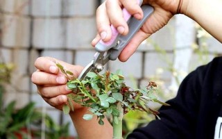 月季僵苗不长怎么处理，需要为其做好控温措施