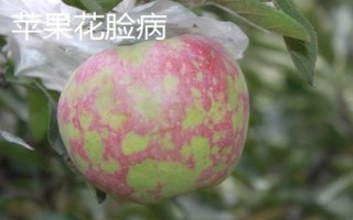 苹果树的常见病害及特征,主要病因包括干旱和冻害