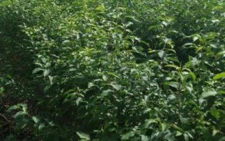 山丁子苗的特点，是园林绿化中重要的观赏品种