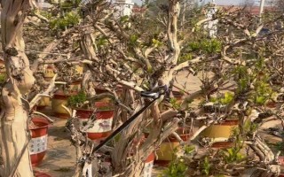 金银花冬天放在室外怕冻吗，有较强的耐寒能力不怕冻