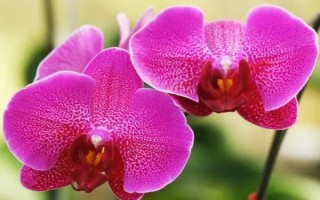 蝴蝶兰冬季放在哪里合适，放在室内即可