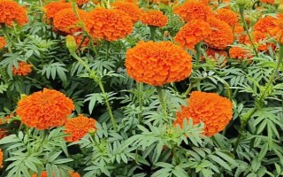 万寿菊的形态特征，株高在150厘米左右