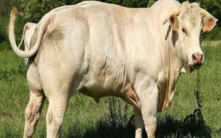 长得最快的四种牛，西门塔尔牛以瘦肉多而闻名