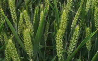漯麦36小麦品种的特性,适宜播种期10月15―25日