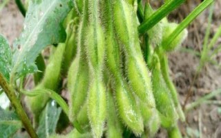 昊疆21大豆种子介绍,特种品种(大粒品种)