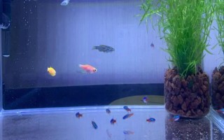 红绿灯鱼需要水族灯吗，需要但尽量选用散射光照射的