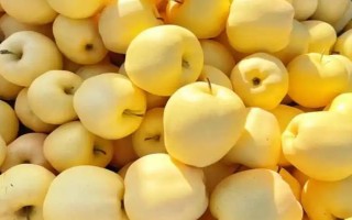 苹果的种植前景，收益可观但市场饱和度高可能会供大于求