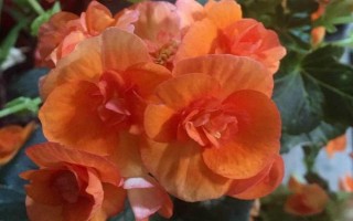 怎么修剪玫瑰海棠，一般在4-5月份进行