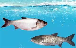 鲢鱼会不会自行繁殖，性成熟之后便具备繁殖能力