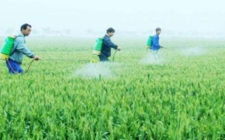 如何正确使用磷肥,以下7个技巧需掌握