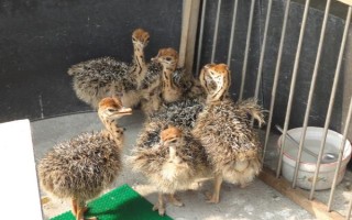 怎么养殖鸵鸟，生长前期不能直接喂草料而是投喂饲料