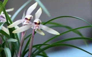 兰花如何养殖，在生长期每隔1周施加一次稀薄的液肥