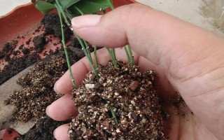 扦插九里香怎么快速生根，可从母株上剪取带有芽点的枝条插入土壤中