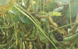 东富豆5号大豆种子特点,普通品种