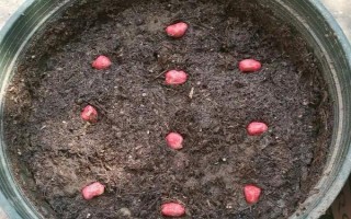 花生种播前如何处理,播种前要进行晒种