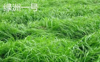 适合冬天种植的牧草,根据当地气候进行合理选择
