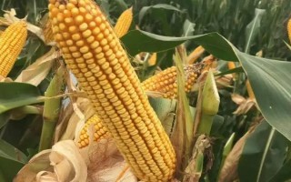延科358玉米品种的特性,播种量为2公斤/亩