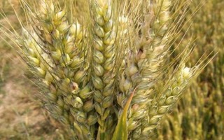 沈免2135小麦种子特征特性,属强筋小麦品种