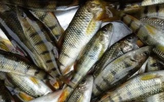 淡水石斑鱼的养殖技术，放养密度根据水流速而决定