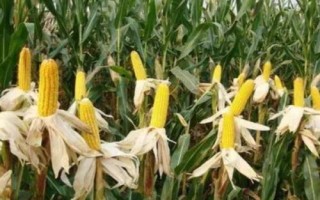 连胜269玉米种简介,夏播生育期104天