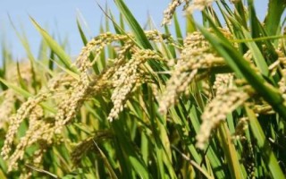 盛禾5号水稻种子特点,该品种主茎11片叶