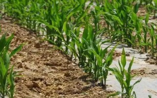 瑞兴161(试验名称：瑞兴161)玉米种子介绍，高抗大斑病