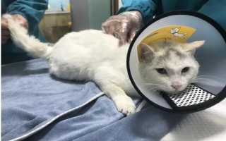 公猫绝育后乱拉乱尿的原因，可能是激素影响或应激影响