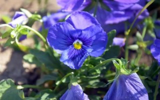 三色堇的种植方法，在生长期间需要充足的水分