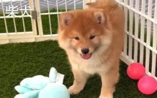 秋田犬的性格,具有稳重机警、胆大独立、高傲等特点