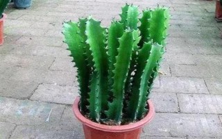 龙骨花怎么养殖，春秋季节每隔1-2周浇一次水